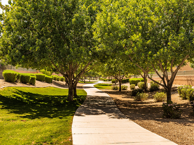 walkway under trees walkway under trees